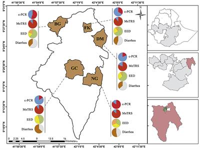 Co-occurrence of Campylobacter Species in Children From Eastern Ethiopia, and Their Association With Environmental Enteric Dysfunction, Diarrhea, and Host Microbiome